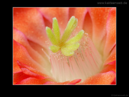 Echinocereus polyacanthus HK 1132