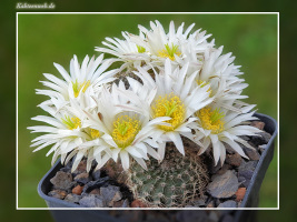 Echinocereus pulchellus var. sharpii SB1569