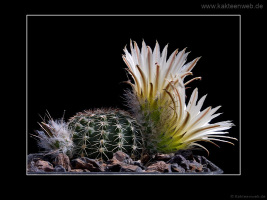 Echinocereus pulchellus var. sharpii SB1569