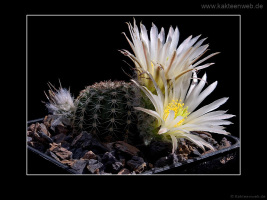 Echinocereus pulchellus var. sharpii SB1569