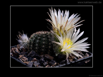 Echinocereus pulchellus var. sharpii SB1569