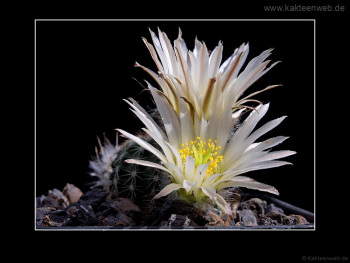 Echinocereus pulchellus var. sharpii SB1569