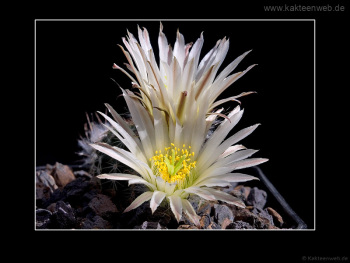 Echinocereus pulchellus var. sharpii SB1569