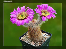 Echinocereus reichenbachii ssp. perbellus RP121