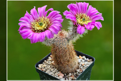 Echinocereus reichenbachii ssp. perbellus RP121