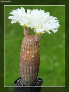 Echinocereus rigidissimus subsp. rubispinus cv. “Karl Werner Beisel”