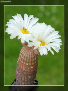 Echinocereus rigidissimus subsp. rubispinus cv. “Karl Werner Beisel”