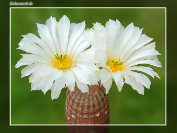 Echinocereus rigidissimus subsp. rubispinus cv. “Karl Werner Beisel”