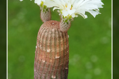 Echinocereus rigidissimus subsp. rubispinus cv. “Karl Werner Beisel”
