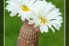 Echinocereus rigidissimus subsp. rubispinus cv. “Karl Werner Beisel”