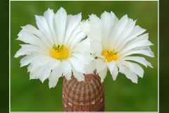 Echinocereus rigidissimus subsp. rubispinus cv. “Karl Werner Beisel”