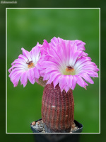 Echinocereus rigidissimus subsp. rubispinus