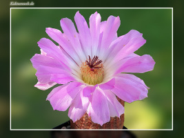 Echinocereus rigidissimus subsp. rubispinus