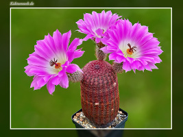 Echinocereus rigidissimus subsp. rubispinus