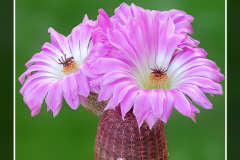 Echinocereus rigidissimus subsp. rubispinus