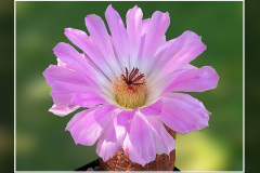 Echinocereus rigidissimus subsp. rubispinus