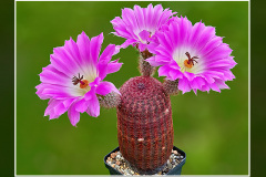 Echinocereus rigidissimus subsp. rubispinus