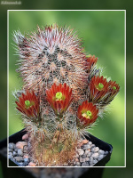 Echinocereus russanthus