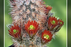 Echinocereus russanthus