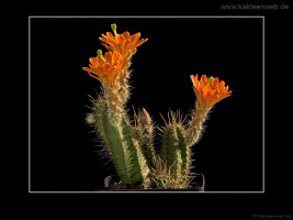 Echinocereus salm-dyckianus
