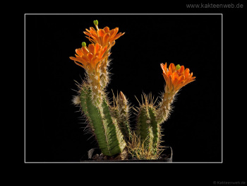 Echinocereus salm-dyckianus