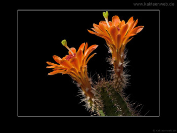 Echinocereus salm-dyckianus