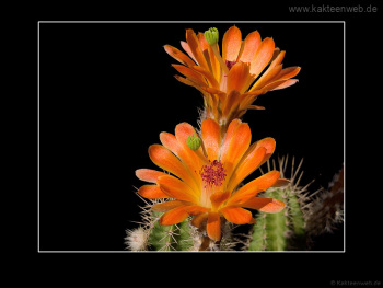 Echinocereus salm-dyckianus