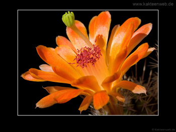 Echinocereus salm-dyckianus