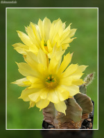 Echinocereus subinermis