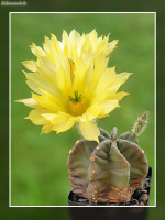 Echinocereus subinermis