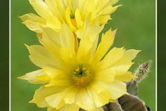 Echinocereus subinermis