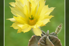Echinocereus subinermis