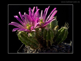 Echinocereus viereckii ssp. morricalii