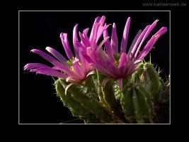 Echinocereus viereckii ssp. morricalii