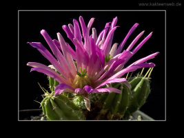 Echinocereus viereckii ssp. morricalii