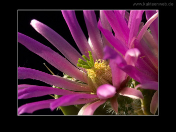 Echinocereus viereckii ssp. morricalii