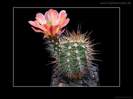 Echinocereus x lloydii