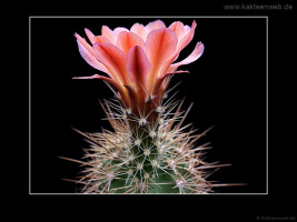 Echinocereus x lloydii