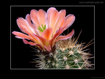 Echinocereus x lloydii