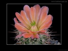 Echinocereus x lloydii