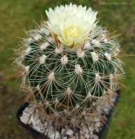 Echinofossulocactus albatus L1180