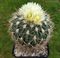 Echinofossulocactus albatus L1180