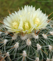 Echinofossulocactus albatus L1180