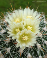 Echinofossulocactus albatus L1180