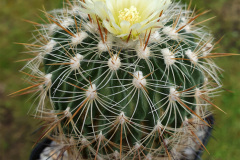 Echinofossulocactus albatus L1180