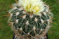 Echinofossulocactus albatus L1180