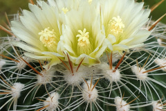 Echinofossulocactus albatus L1180