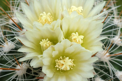 Echinofossulocactus albatus L1180