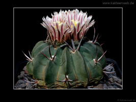 Echinofossulocactus coptonogonus