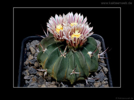 Echinofossulocactus coptonogonus